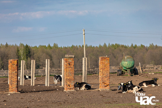 _belarus_selskaja_haspadarka_ekanomika_karovy_zyccjo_fota_novy_czas__2_.jpg _belarus_selskaja_haspadarka_ekanomika_karovy_zyccjo_fota_novy_czas__2_.jpg
