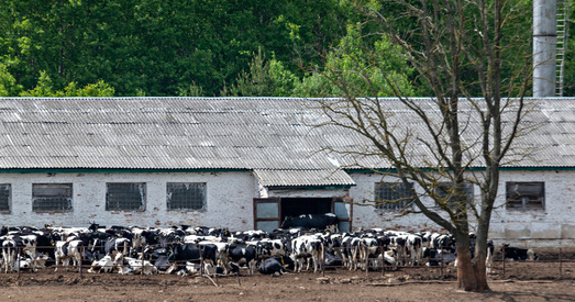 Аляксандр Кныровіч: выйсце з крызісу ў сельскай гаспадарцы ёсць