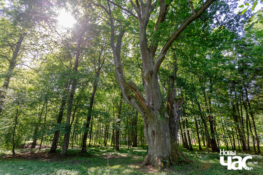 3/3 _belarus_sitcy_dub_2023_fota_novy_czas__3__logo.jpg