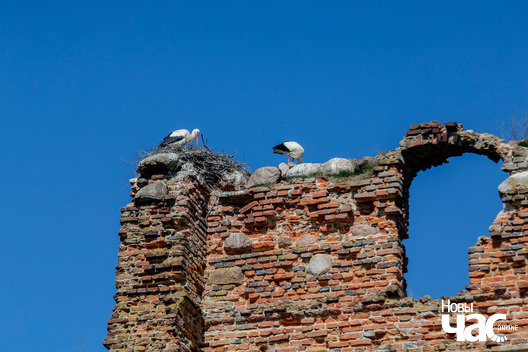 5/9 _belarus_smaljany__zamak_busly_2023_fota_novy_czas__2__logo.jpg