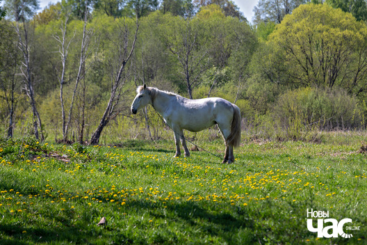 6/10 _belarus_smaljany_prahulka_2023_fota_novy_czas__2__logo.jpg
