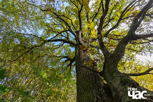 2/7 _belarus_tuhanavicki_park_pracjah_2024_fota_novy_czas__1_.jpg