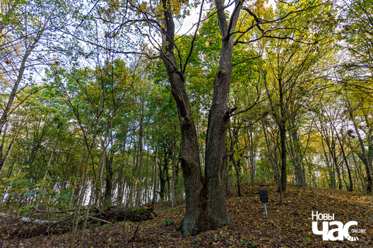 3/7 _belarus_tuhanavicki_park_pracjah_2024_fota_novy_czas__2_.jpg