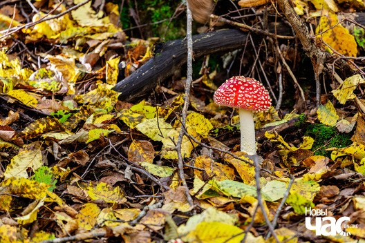 5/7 _belarus_tuhanavicki_park_pracjah_2024_fota_novy_czas__4_.jpg