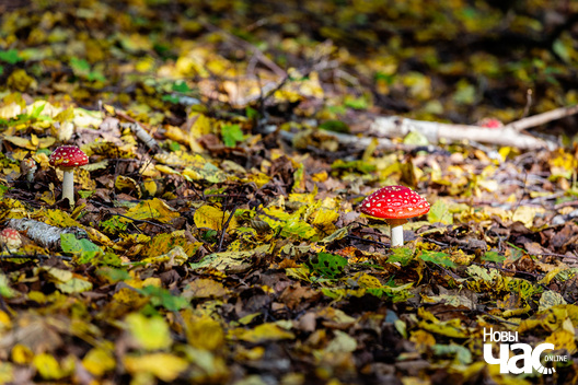 6/7 _belarus_tuhanavicki_park_pracjah_2024_fota_novy_czas__5_.jpg