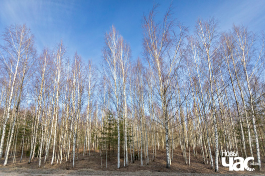 3/3 _belarus_vandrouka_vjasna_2024_fota_novy_czas__3__logo.jpg