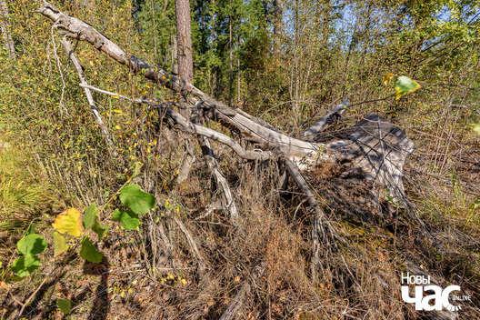 1/6 _belarus_verasen_les_pracjah_2_2024_fota_novy_czas__1_.jpg