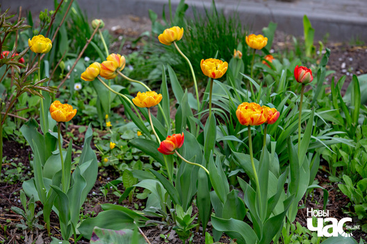 1/4 _belarus_vjasna_kvetki_drevy_szpacyr_2024_fota_novy_czas__4__logo.jpg