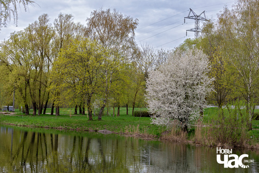 4/4 _belarus_vjasna_kvetki_drevy_szpacyr_2024_fota_novy_czas_logo.jpg