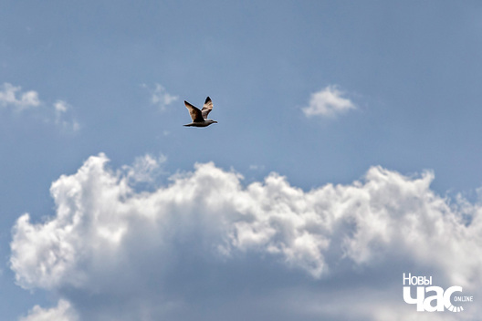 1/6 _belarus_vjasna_pryroda_kraina_czastka_2_2025_fota_novy_czas.jpg