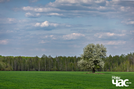1/7 _belarus_vjasna_pryroda_kraina_czastka_5_2025_fota_novy_czas___1_.jpg