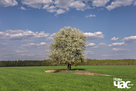3/7 _belarus_vjasna_pryroda_kraina_czastka_5_2025_fota_novy_czas___3_.jpg