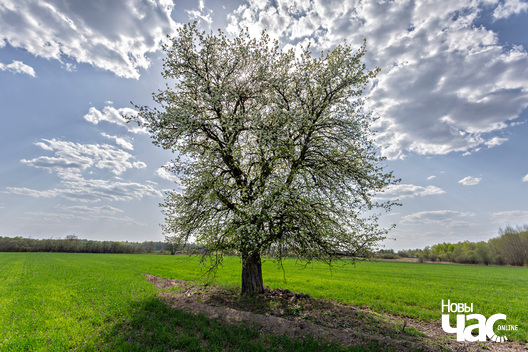 5/7 _belarus_vjasna_pryroda_kraina_czastka_5_2025_fota_novy_czas___5_.jpg