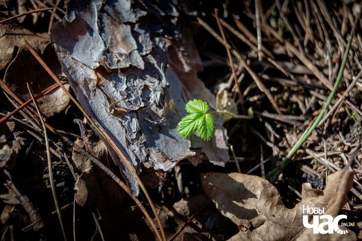 _belarus_vjasna_pryroda_zyccjo_fota_novy_czas__9__logo.jpg _belarus_vjasna_pryroda_zyccjo_fota_novy_czas__9__logo.jpg