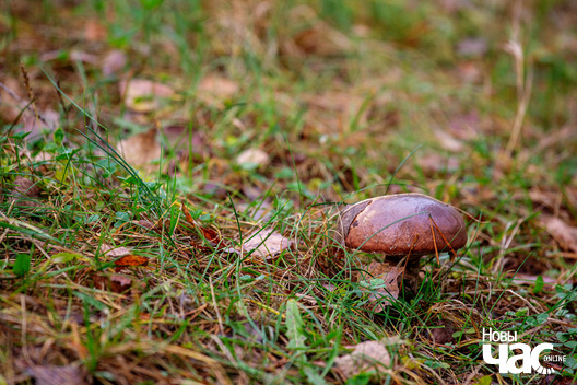 2/5 _belarus_vosen_krajavidy_2025_fota_novy_czas__2__1.jpg