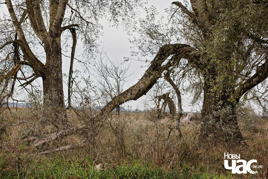 4/5 _belarus_vosen_krajavidy_2025_fota_novy_czas__4__1.jpg