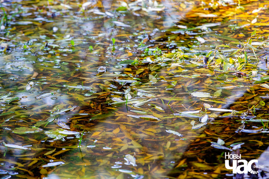 7/9 _belarus_vosen_nadvor_e_2022_szpacyry_fota_dzmitryeu_dzmitryj_novy_czas__1__logo.jpg