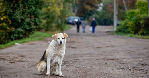 Беларусі патрэбы закон аб абароне жывёл