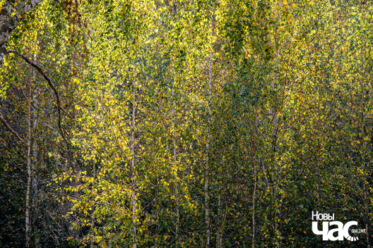 8/10 _belarus_voucza_szpacyr_2023_fota_novy_czas__7__logo.jpg