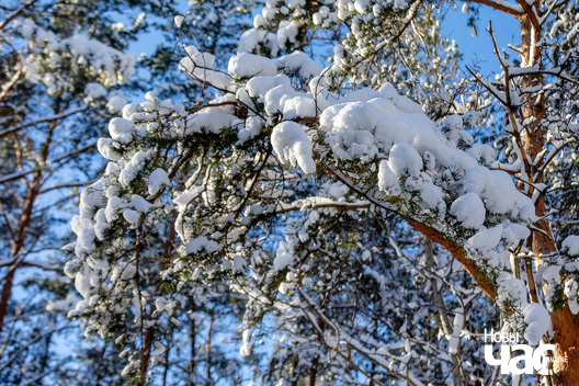 4/4 _belarus_zima_les_sneh_2024_fota_novy_czas__4__logo.jpg