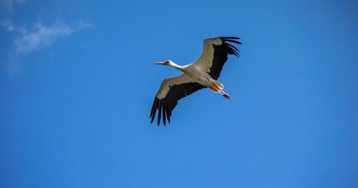 Экс-міністр унутраных спраў Ігар Шуневіч лічыць Чырвоную Кнігу "рудыментам"
