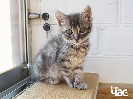 4/4 _ca04391d_logo.jpg