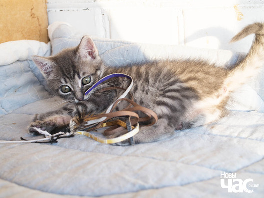 2/4 _ca04416_logo.jpg