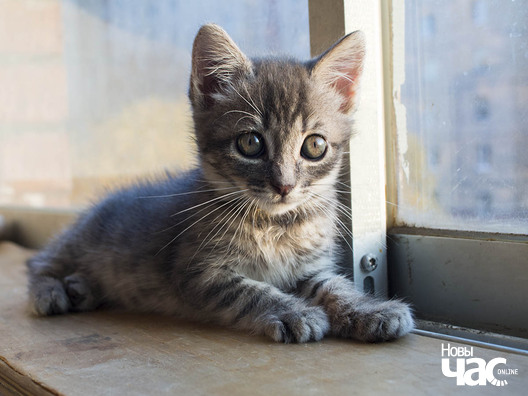 _ca04433_logo.jpg _ca04433_logo.jpg