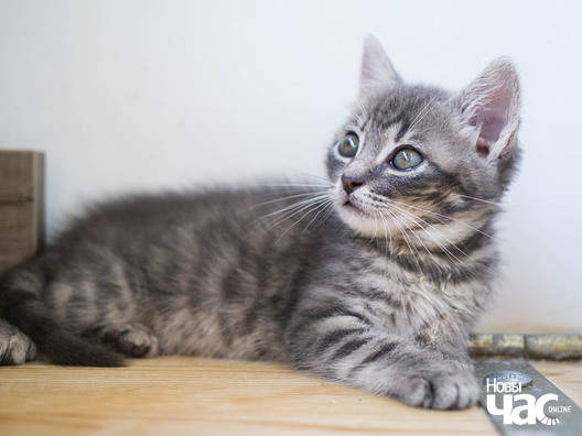 1/4 _ca04448_logo.jpg