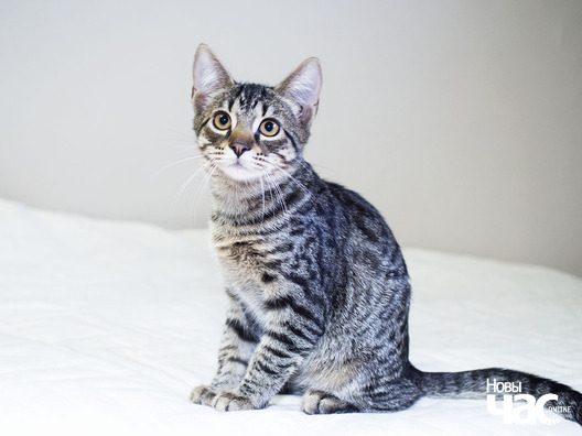 4/12 _ca24033_logo.jpg