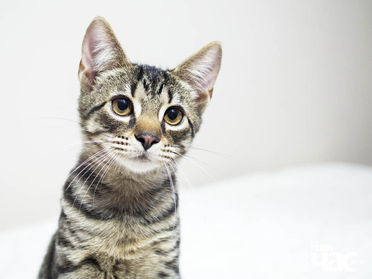 7/12 _ca24065d_logo.jpg