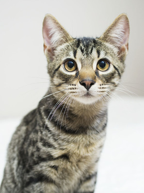 6/12 _ca24067_logo.jpg