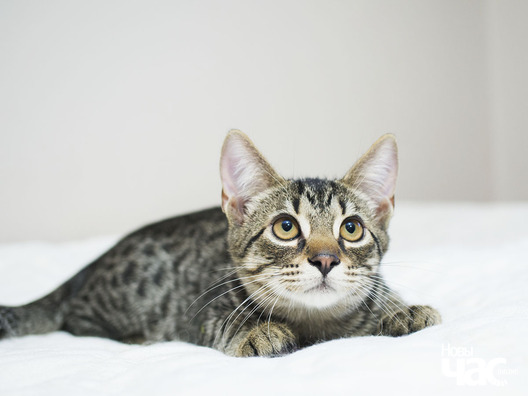 1/12 _ca24068_logo.jpg