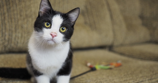 Цім — сапраўдны аптыміст і даследчык