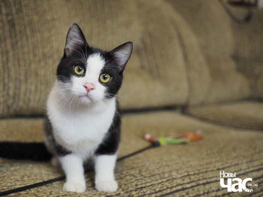 _ca84529_logo.jpg _ca84529_logo.jpg