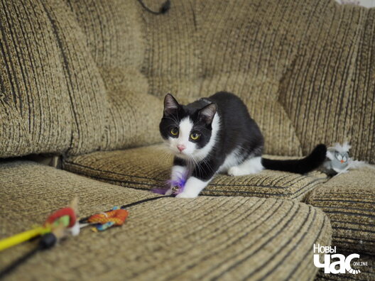 _ca84532_logo.jpg _ca84532_logo.jpg