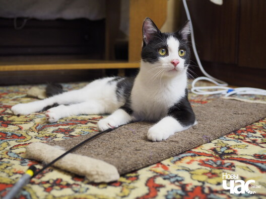 _ca84575_logo.jpg _ca84575_logo.jpg