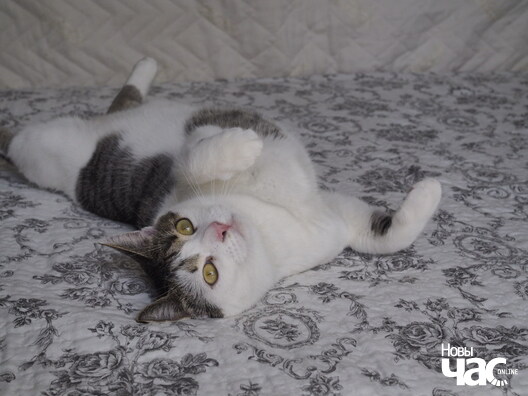 1/7 _ca90386_logo.jpg