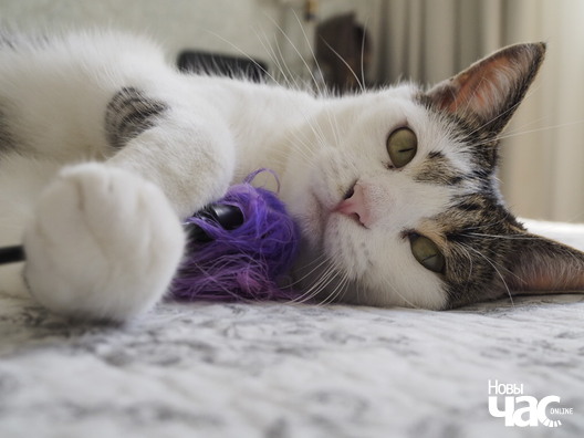 _ca90395_logo.jpg _ca90395_logo.jpg