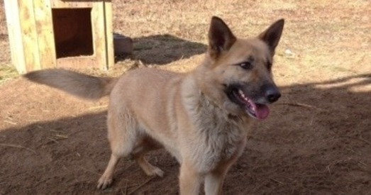 Лісічку выратавалі ад усыплення, засталося знайсці для яе дом