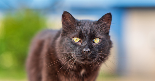 Каляныч — шыкоўны кот, якому патрэбна сям'я