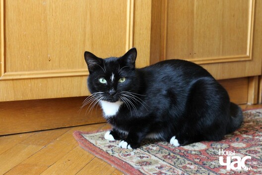 _gnomlvkudg_logo.jpg _gnomlvkudg_logo.jpg