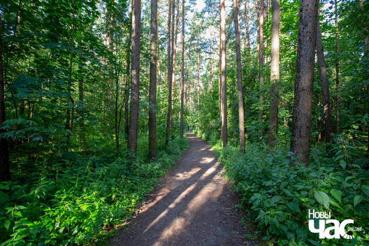 7/7 _harezlivy_pacalunak_kazaczny_les_fota_dzmitryeu_dzmitryj_novy_czas__1__logo.jpg