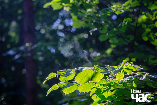 3/7 _harezlivy_pacalunak_kazaczny_les_fota_dzmitryeu_dzmitryj_novy_czas__2__logo.jpg