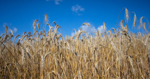 ААН: Расія выкарыстоўвае збожжа як зброю