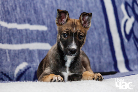 4/8 _mg_0406_logo.jpg