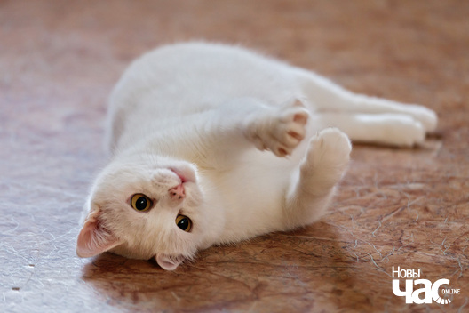 _mg_1515_logo.jpg _mg_1515_logo.jpg