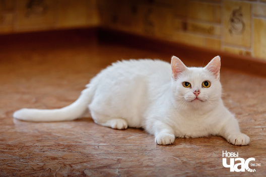 _mg_1518_logo.jpg _mg_1518_logo.jpg