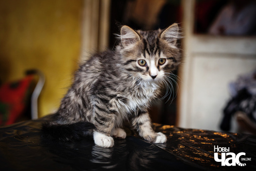 6/9 _mg_3628_logo.jpg