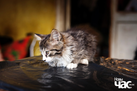 _mg_3629_logo.jpg _mg_3629_logo.jpg